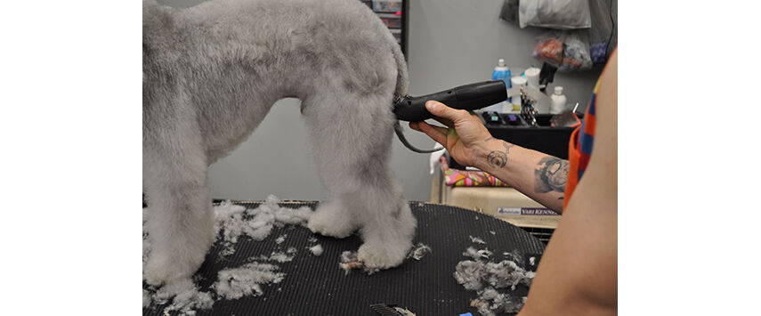 How to Groom a Bedlington Terrier
